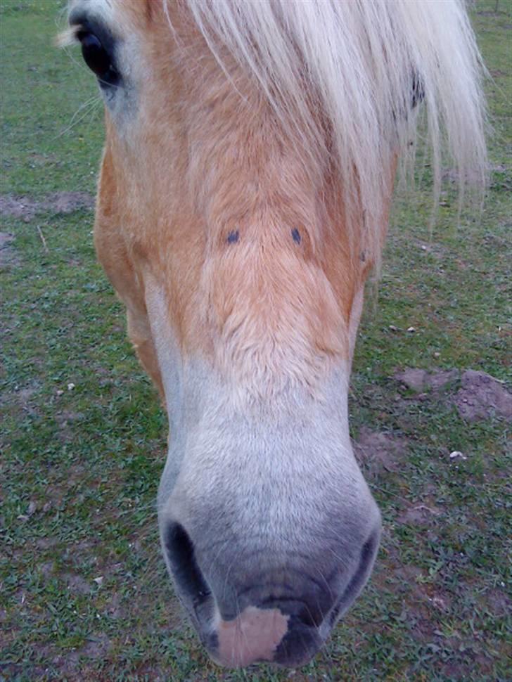 Haflinger Honey Flicka - HEEEJ billede 14