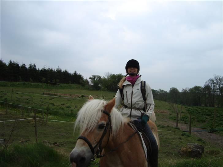 Haflinger Honey Flicka billede 16