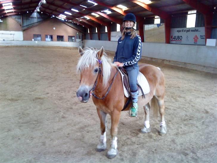 Haflinger Honey Flicka billede 17