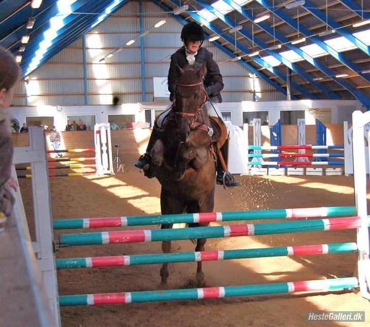 Anden særlig race Quidam SOLGT  - *Velkommen til Quidam profil :). billede 1