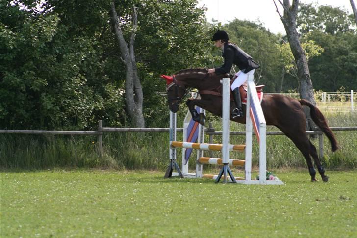 Anden særlig race Quidam SOLGT  - LC i Brønderslev. Quidam var en stjerne, 1 plads til os :D:D ELSKER DIG MIN ;* ..  billede 3