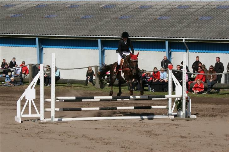 Anden særlig race Quidam SOLGT  - Nibe cup LC (;  billede 5