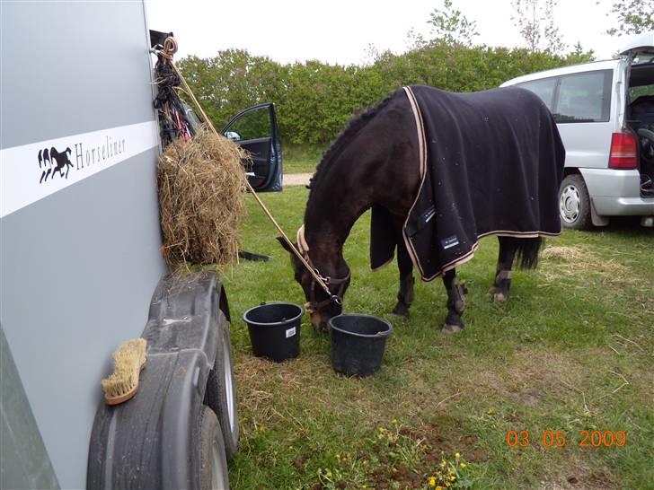 Connemara Bobby af Boest Nørregaard - Pony i ikast billede 10