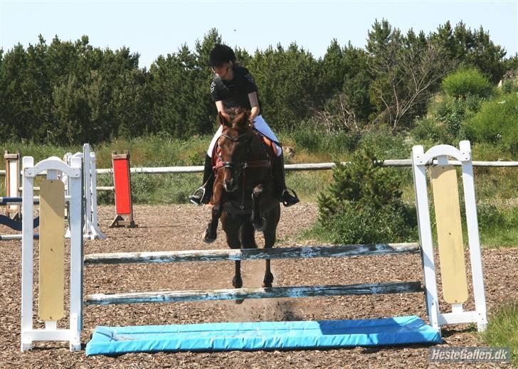 Anden særlig race Quidam SOLGT  - LB spring på SKR (; .  billede 11