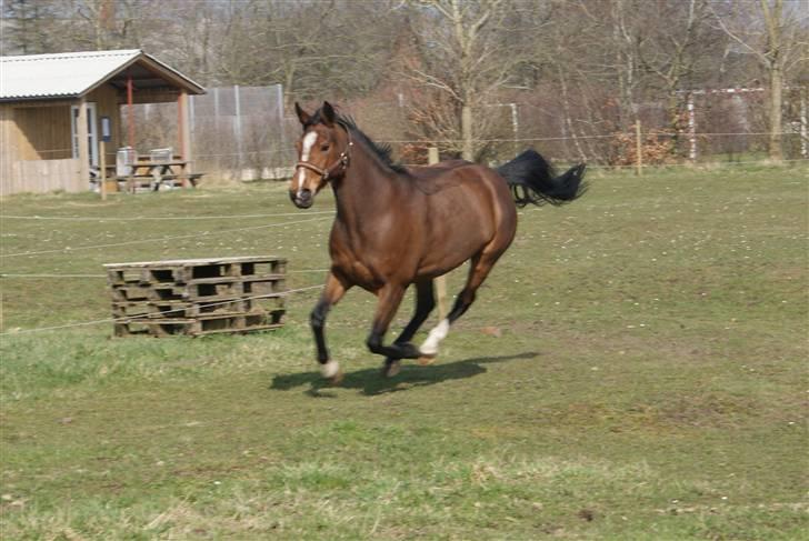 Anden særlig race Jamaica *solgt* - Forår ´09 billede 3
