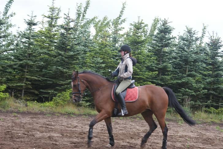 Anden særlig race Jamaica *solgt* - Træning juni ´09 billede 4