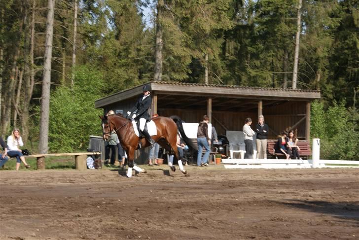Anden særlig race Jamaica *solgt* - LB1 - Forår ´09 billede 6