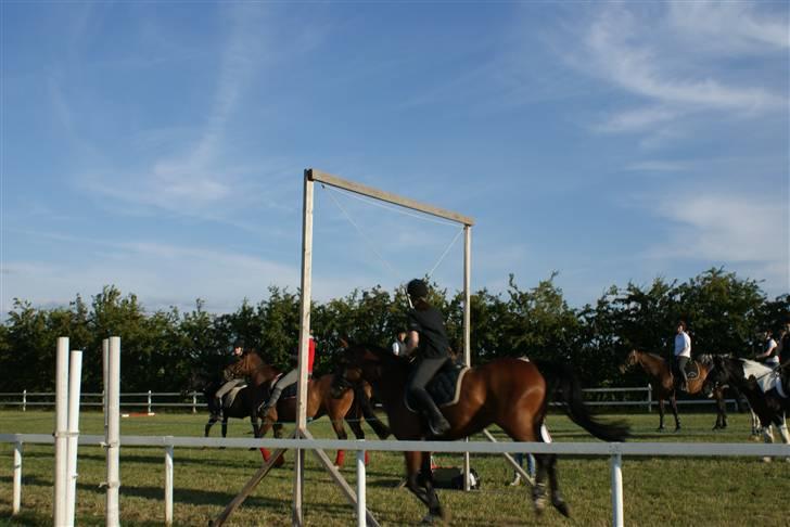 Anden særlig race Jamaica *solgt* - ringridning 2009 billede 11
