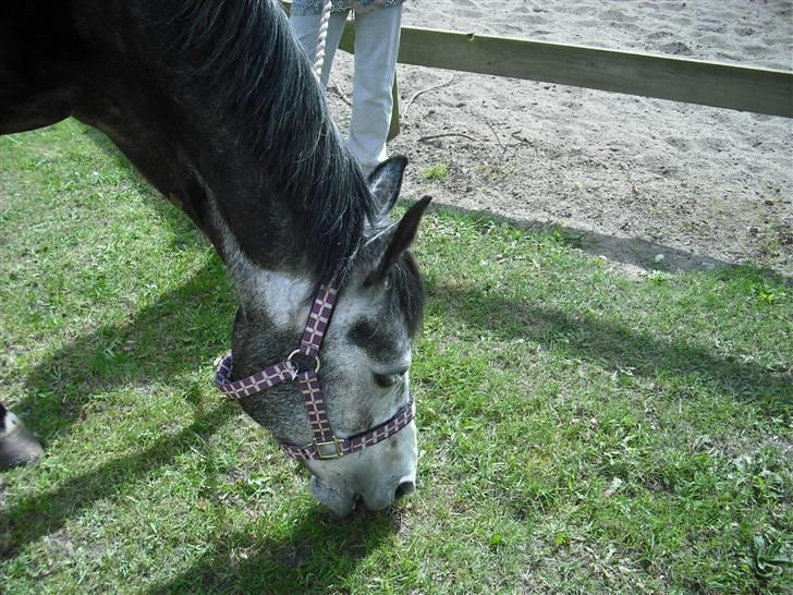 Welsh Cob (sec D) Misty (solgt) - Mulle æder:) billede 4