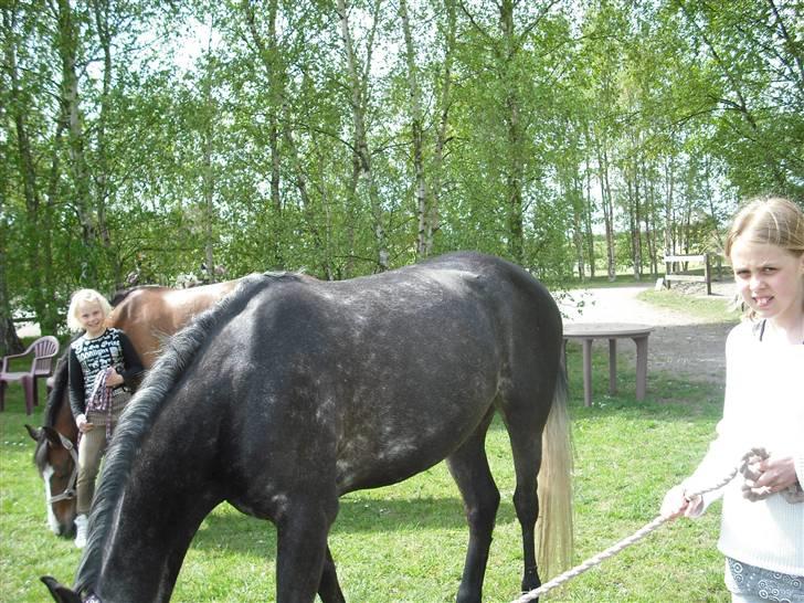 Welsh Cob (sec D) Misty (solgt) - Misty med Diba i baggrunden billede 5