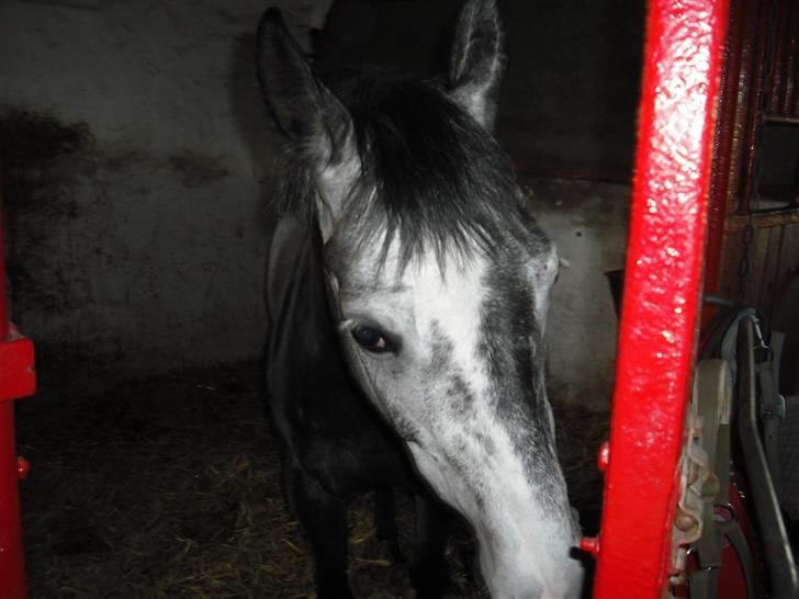 Welsh Cob (sec D) Misty (solgt) - Misty vil ud:-) billede 6