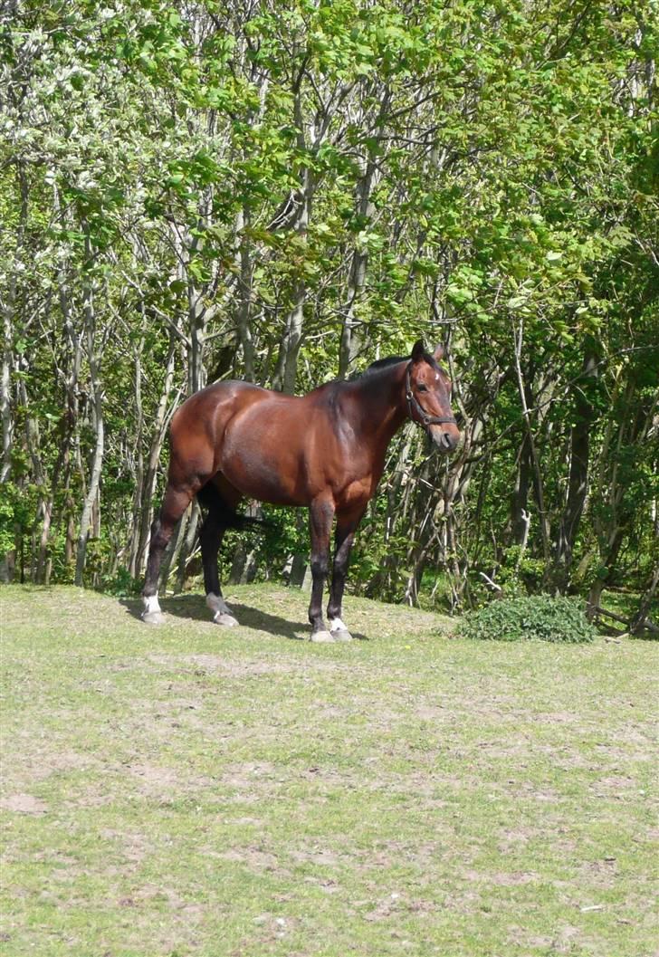 Dansk Varmblod Cadet ~Solgt og savnet~ - neej.. nu er flicka på vej her over også.. så hjalp det jo jeg stirrede.. (flicka kommer svømmende bag kameraet) billede 5