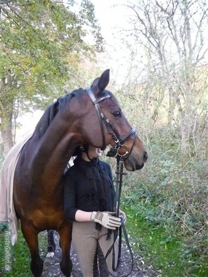 Dansk Varmblod Cadet ~Solgt og savnet~ - hygge med Cadet.. billede: Sissel billede 6