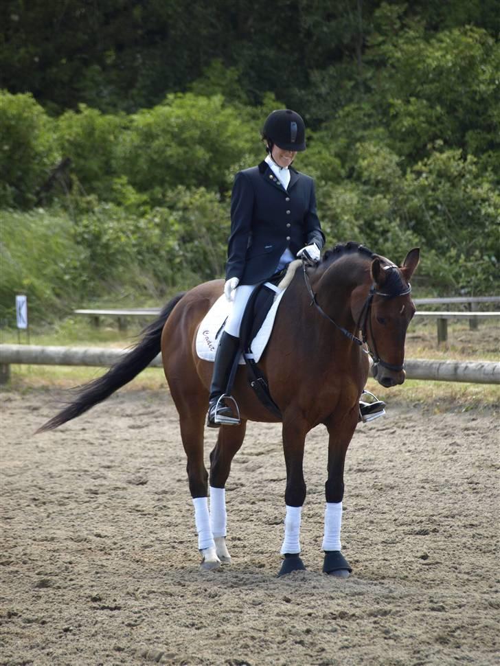 Dansk Varmblod Cadet ~Solgt og savnet~ - cadet i start parade i LA3 billede: horsepictures.dk // Mia Riis billede 8