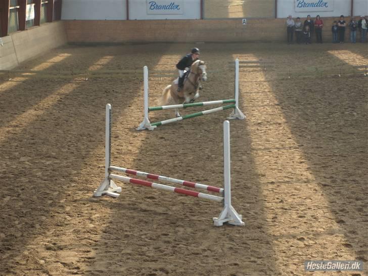 Anden særlig race Bailey  - på springbanen (: billede 17