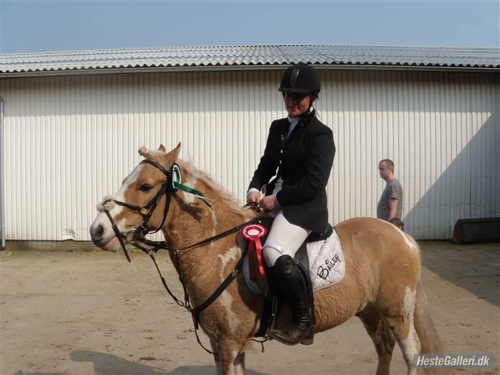 Anden særlig race Bailey  - mig og bailey til stævne. vi fik en 1. plads i spring og 3. plads i dressur (: billede 18
