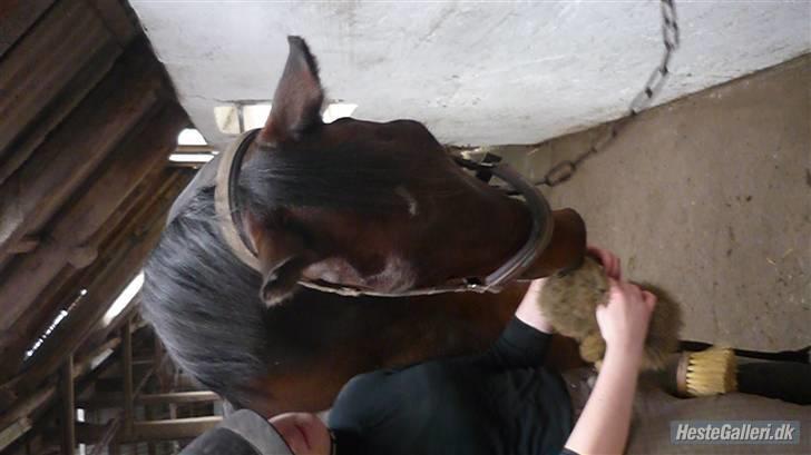 Dansk Varmblod Cadet ~Solgt og savnet~ - Hygge med Cadet inden træning.. :) Billede: Sissel billede 9
