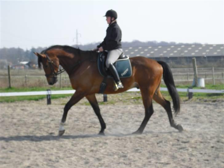 Trakehner pepper billede 5