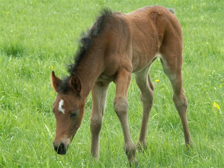 New Forest Calandias Fairytale  billede 20