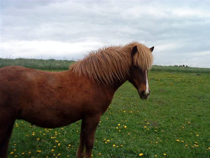 Islænder Hervör frá Rödli SOLGT  billede 16
