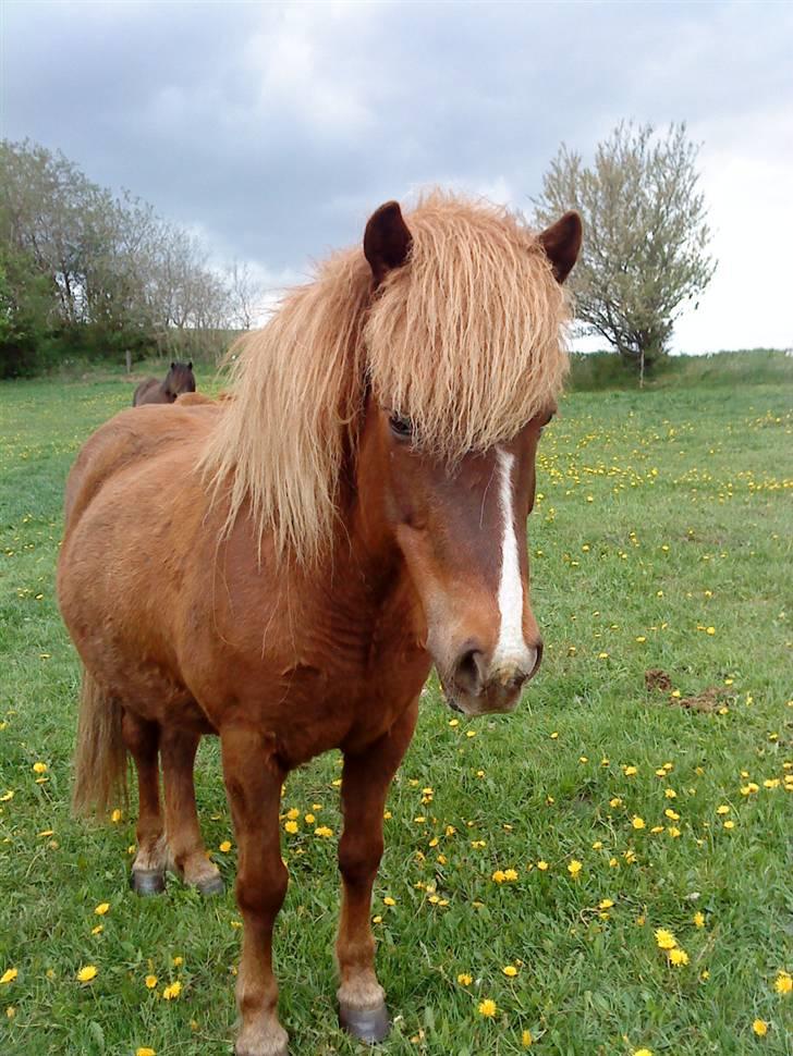 Islænder Hervör frá Rödli SOLGT  billede 17