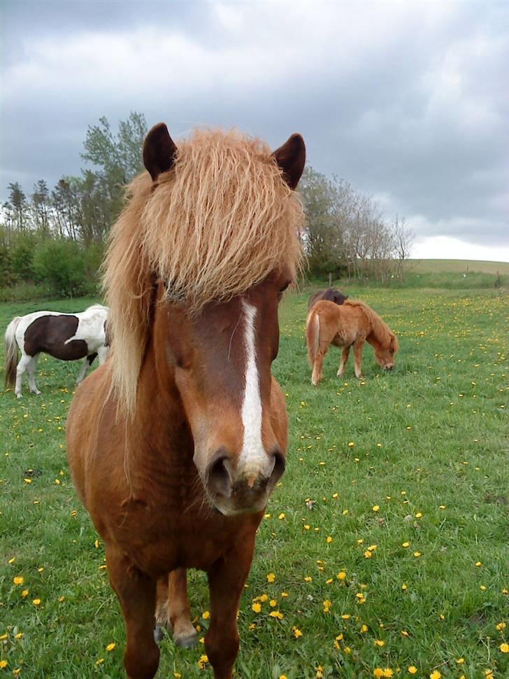 Islænder Hervör frá Rödli SOLGT  billede 18