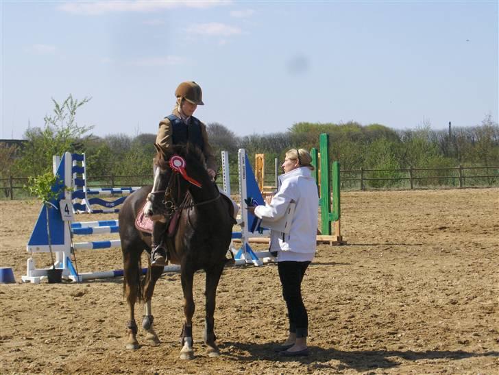 Tysk Sportspony Frenki  billede 15