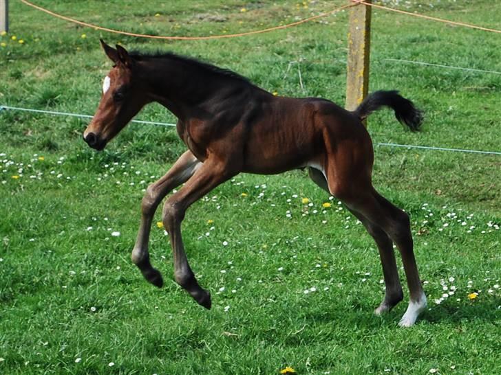 Dansk Varmblod Søballegårds San Diego  - Den lille krut-ugle Foto: Janni 1/5-09 billede 12