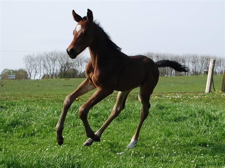 Dansk Varmblod Søballegårds San Diego  - Den lille krut-ugle Foto: Janni 1/5-09 billede 13