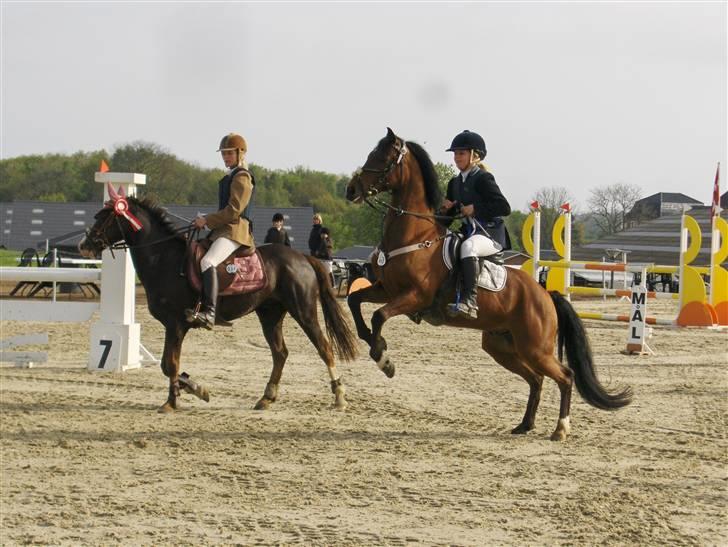 Tysk Sportspony Frenki  billede 16