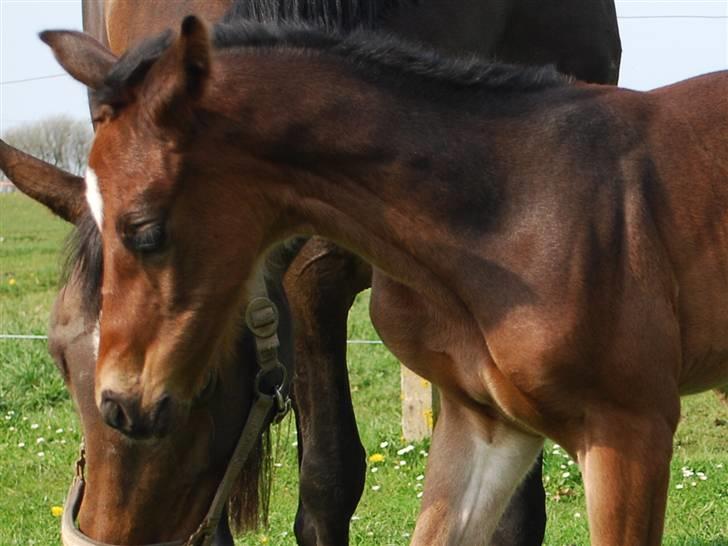 Dansk Varmblod Søballegårds San Diego  - Den lille krut-ugle Foto: Janni 1/5-09 billede 14