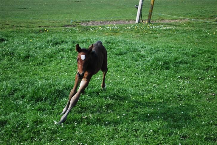 Dansk Varmblod Søballegårds San Diego  - Den lille krut-ugle Foto: Janni 1/5-09 billede 15