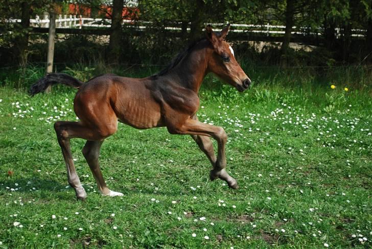 Dansk Varmblod Søballegårds San Diego  - Den lille krut-ugle Foto: Janni 1/5-09 billede 16