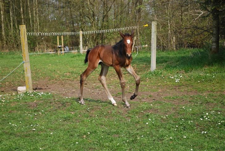 Dansk Varmblod Søballegårds San Diego  - Den lille krut-ugle Foto: Janni 1/5-09 billede 17