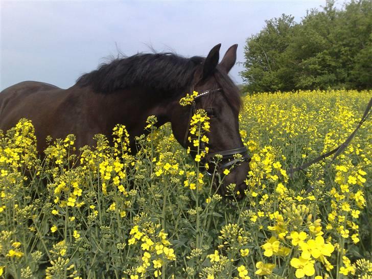 Pinto Miss June *solgt* billede 15