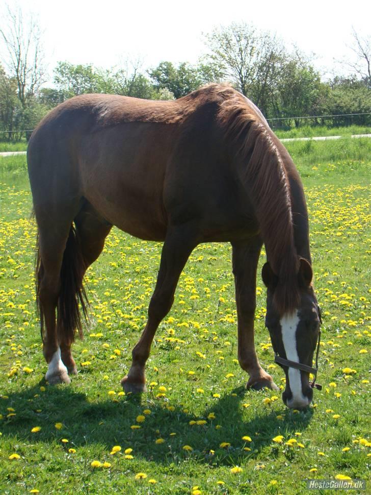 Anden særlig race Kashmir *Solgt* - Årh hvor er du fin skatte <3 billede 17