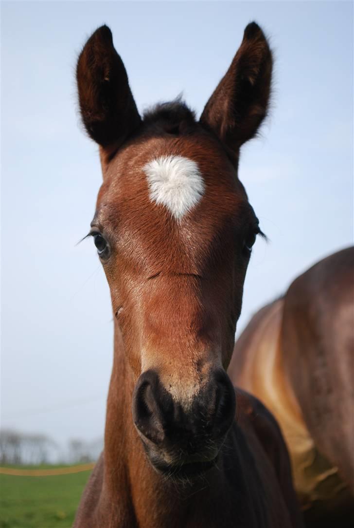 Dansk Varmblod Søballegårds San Diego  - Den lille krut-ugle Foto: Janni 1/5-09 billede 18