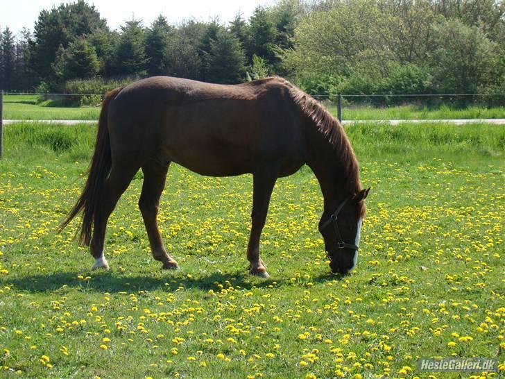 Anden særlig race Kashmir *Solgt* - Kashmir - Nu med kun 3 ben? :p billede 18