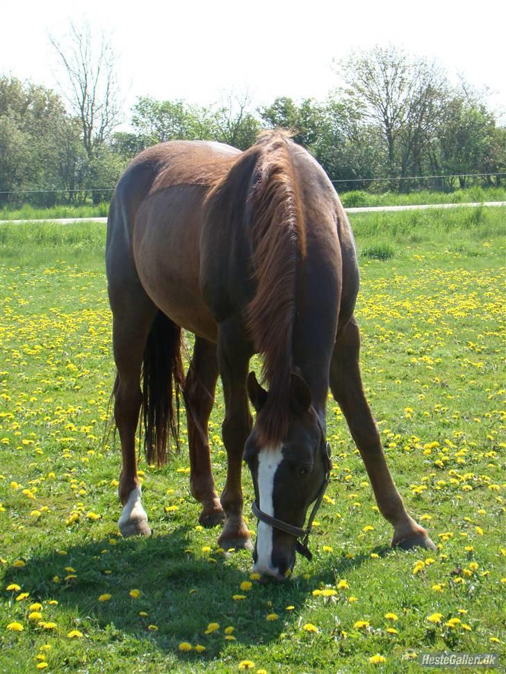 Anden særlig race Kashmir *Solgt* billede 19