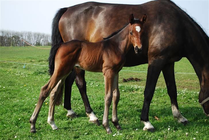 Dansk Varmblod Søballegårds San Diego  - Den lille krut-ugle Foto: Janni 1/5-09 billede 19
