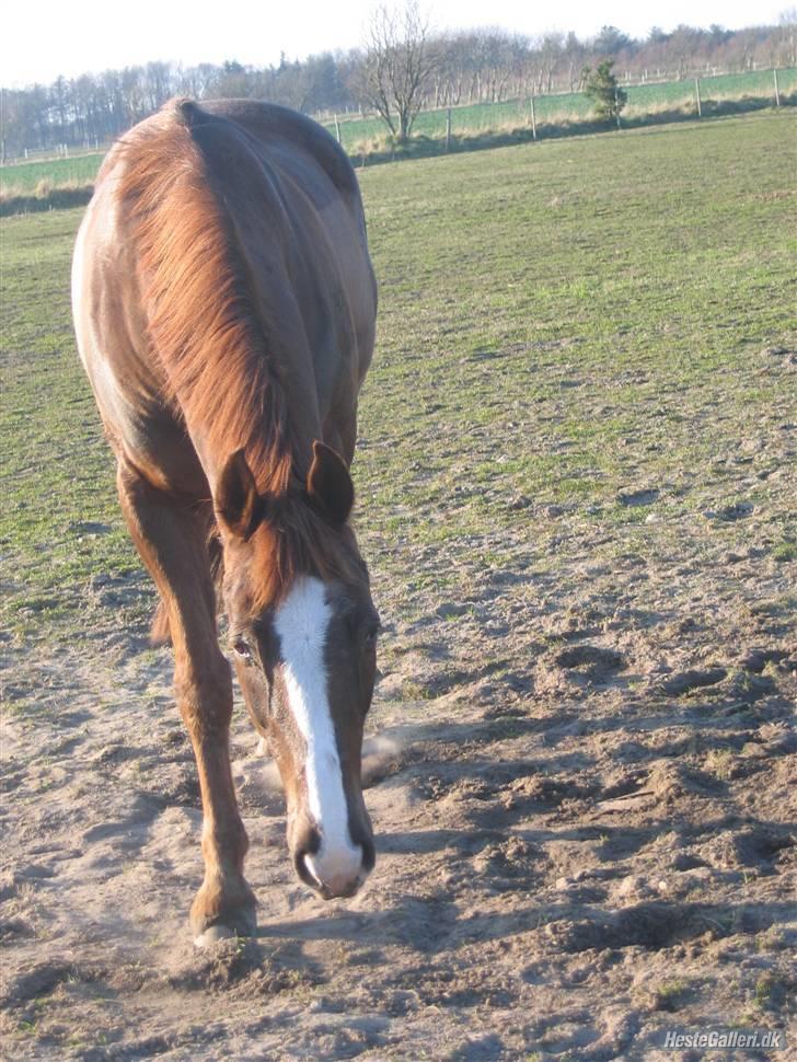 Anden særlig race Kashmir *Solgt* billede 20