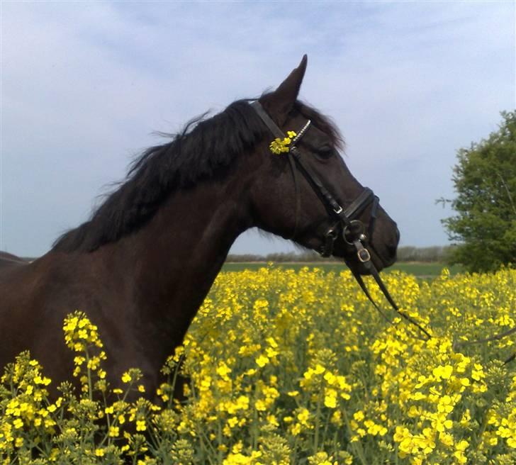 Pinto Miss June *solgt* billede 16