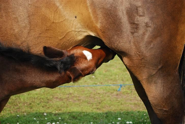 Dansk Varmblod Søballegårds San Diego  - Den lille krut-ugle Foto: Janni 1/5-09 billede 20