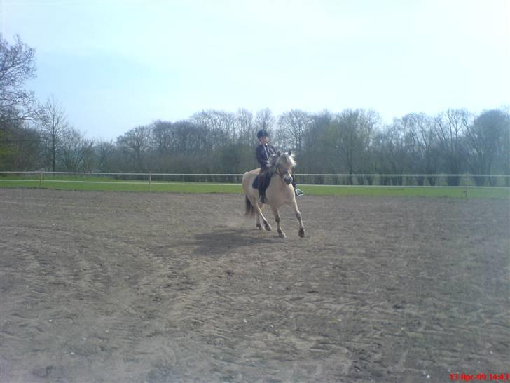 Fjordhest Sally - Solgt - Mig med Karina på ryggen. Foto: Min far :b billede 3