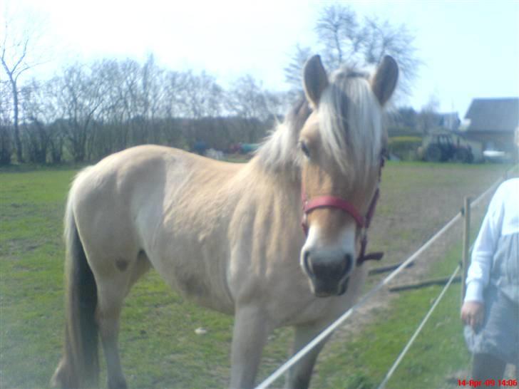 Fjordhest Sally - Solgt - Mig på marken. - En dejlig "sommer" dag. Foto: Mig :D billede 7