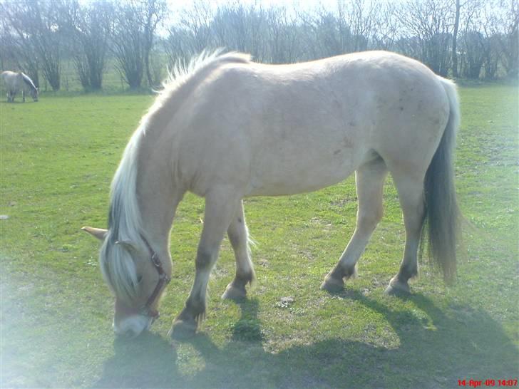 Fjordhest Sally - Solgt - Jeg ELSKER græs - Så det kan os spises herinde. Foto: Mig<3 billede 8