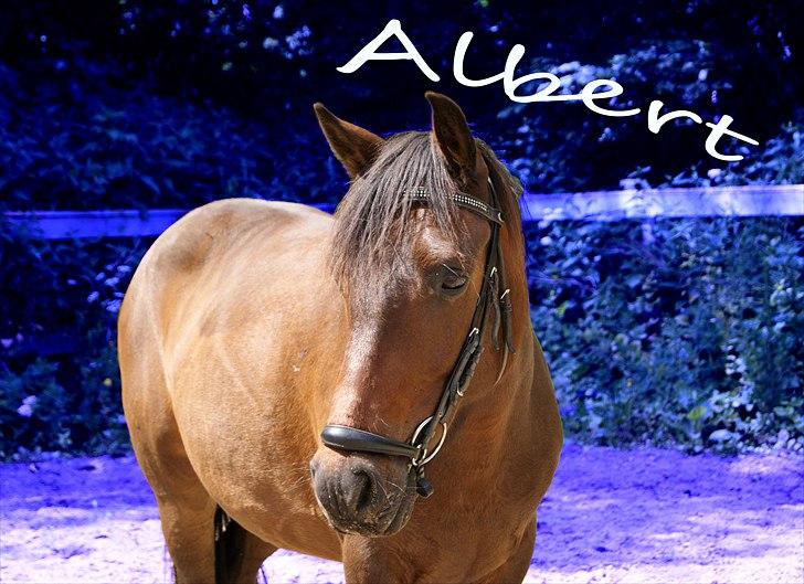 Anden særlig race Albert*KS-pony :'( -ILY!* -   Velkommen til Alberts profil..Han er så lækker :* Lavet af: mig  -  Fotograf: Mig billede 1