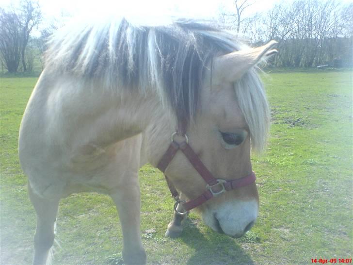 Fjordhest Sally - Solgt - Mig - Jeg er nu alligevel lidt nyskerrig. Hvad sker der derovre??;-) Foto: Mig .. billede 9