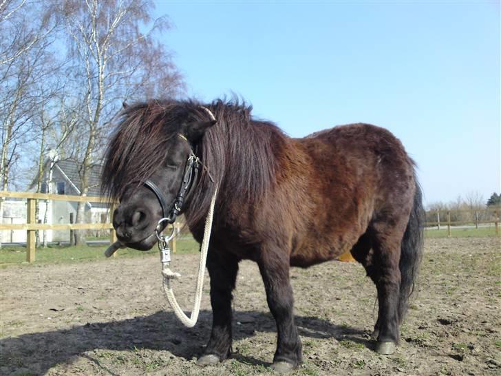 Shetlænder Hony Pony ( Honse ) billede 2