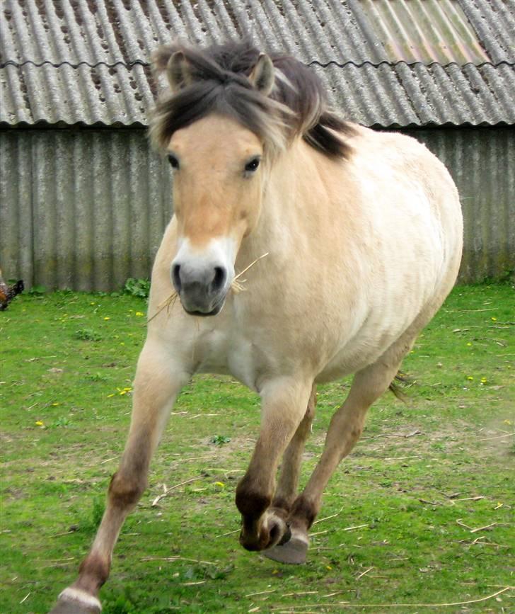 Fjordhest Stella(part/rider) billede 13